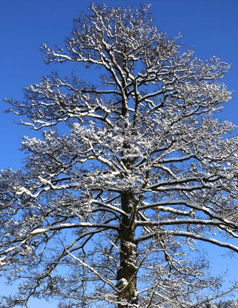 DSCF6261