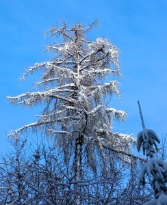 DSCF6835