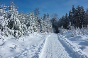 Auf dem Waldweg Richtung Kaiserturm