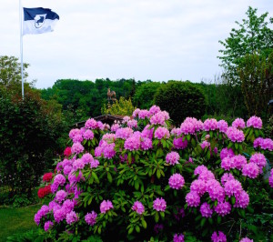 Rhododendron in Herbie's Garten