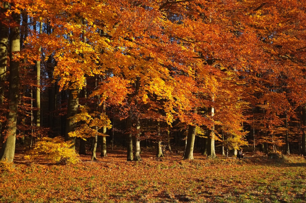 bei Schannenbach