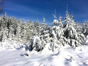 Der Wald im zauberhaften Winterkleid
